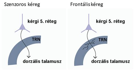 Sematikus ábra a TAO támogatások útjáról a kluboktól a szakszövetségig