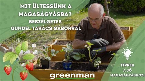 Tőosztás folyamata a kerti pletykánál