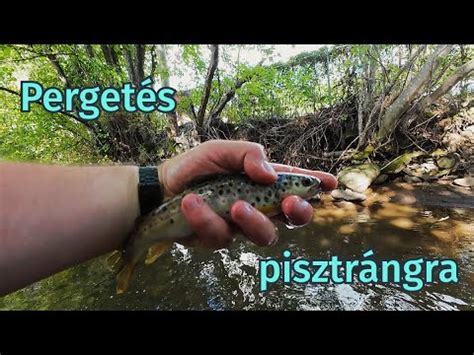 Pisztráng egy hegyi patakban