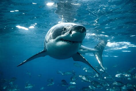 A White Sharks floorball csapatának új igazolásai