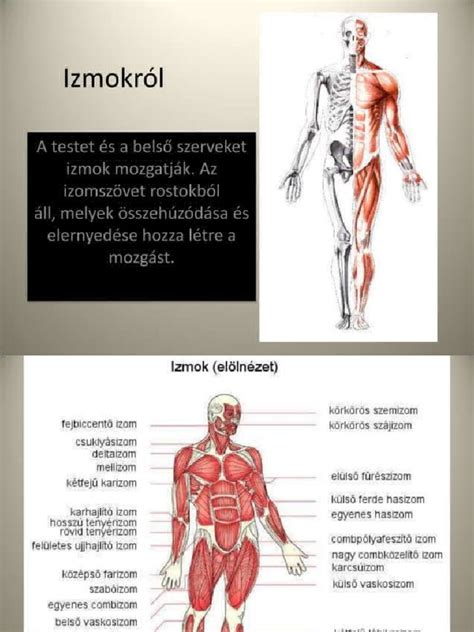 A kosárlabda mozgásokban résztvevő izmok infografikája