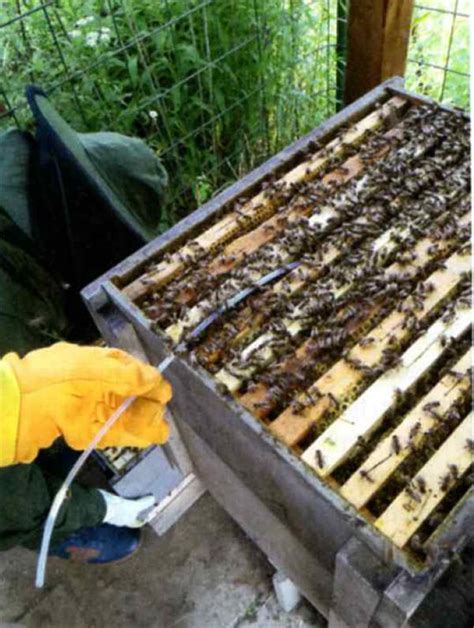 Bioszálak behelyezése