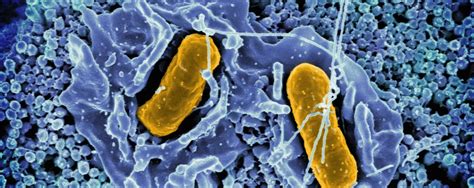 Az antibiotikum-rezisztencia globális terjedése