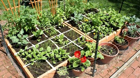 Bőséges zöldségtermés