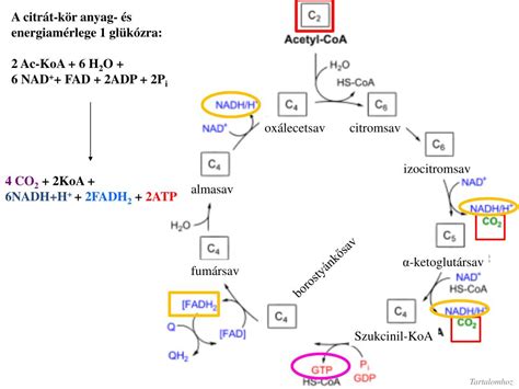 Glikolízis és Citrát kör diagram
