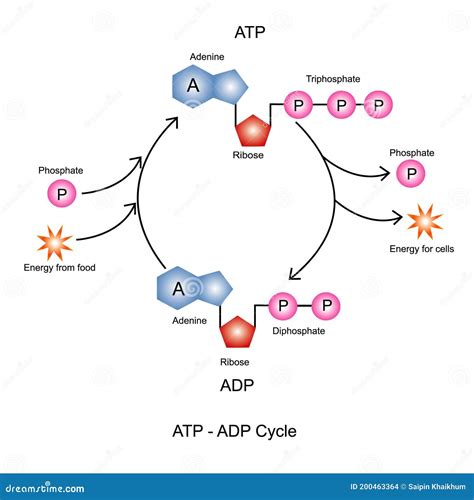 ATP-ADP ciklus