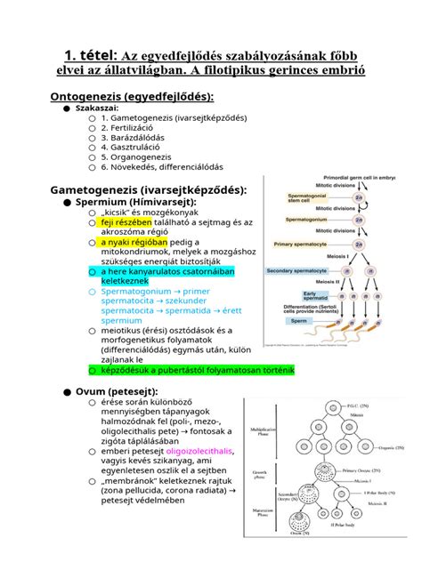 A Herbart-pedagógia főbb elvei infografika