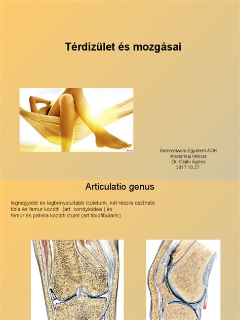 Térdízület anatómiai metszete porcleválással