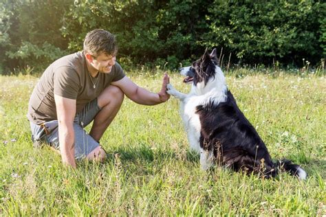 Kutya és gazdája dog dancing közben