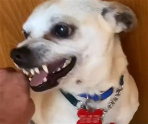 Agresszív futballista