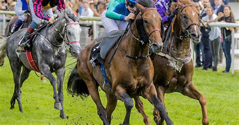 Galop derby mezőny a célegyenesben