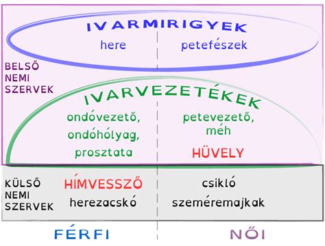 Belső csüddel történő rúgás részletei