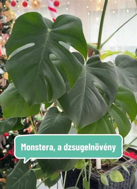 Hiánytüneteket mutató növény levelei