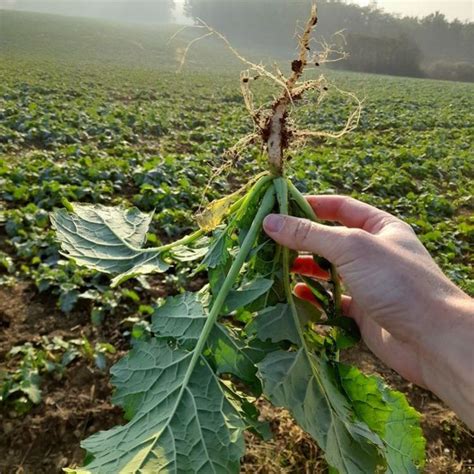 Erős és egészséges gyökérzet biostimulátorok hatására
