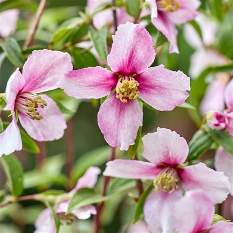 A Philadelphus 'Petite Perfume Pink' virágai