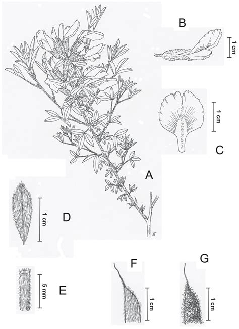 Chamaecytisus pseudojankae illusztráció