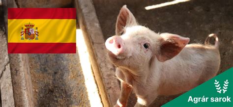 Spanyol futballedzők magyar gyerekekkel