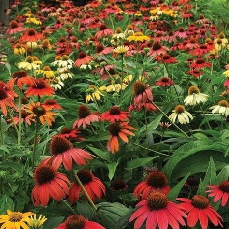 Különböző évelők Chelsea-vágás előtti és utáni állapotban