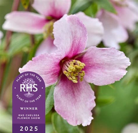 A 2023-as RHS Chelsea Év Dísznövénye díj nyertese: rózsaszín jezsámen