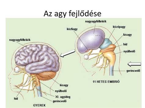A vér-agy gát szerkezete és funkciói