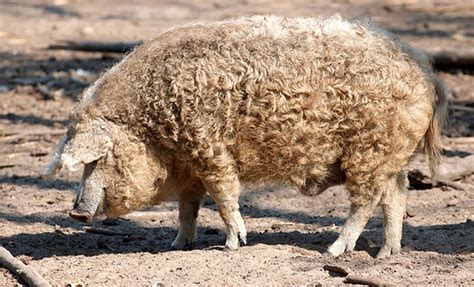 Mangalica sertések legelőn