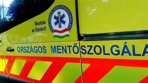 Különböző munkakutyák (mentő, terápiás, segítő) egy csoportban