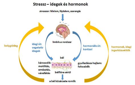 Agy és stresszreakció