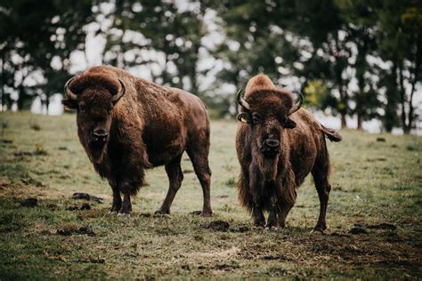 Amerikai bölények a kaposmérői farmon