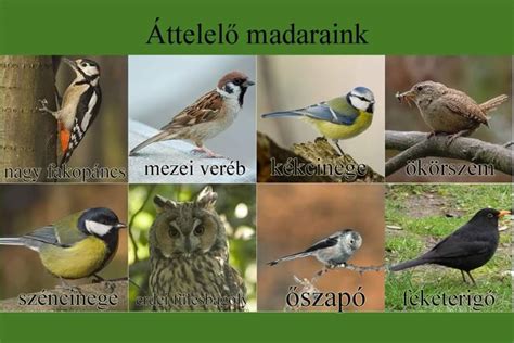 Magyarországon áttelelő és elvonuló madarak