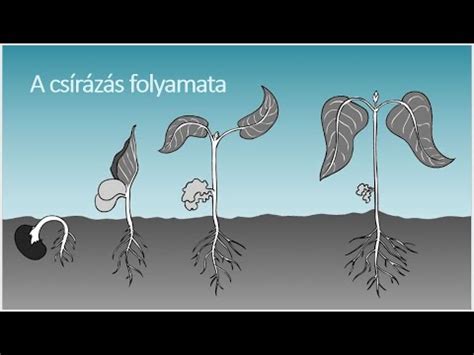 Növényi csírázás folyamata