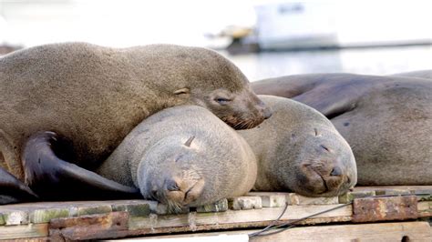 Fókák élőhelyeinek térképe