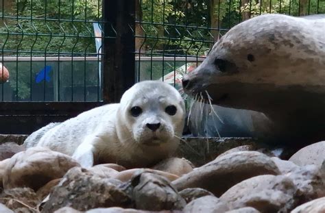 Fóka és újszülött kölyke