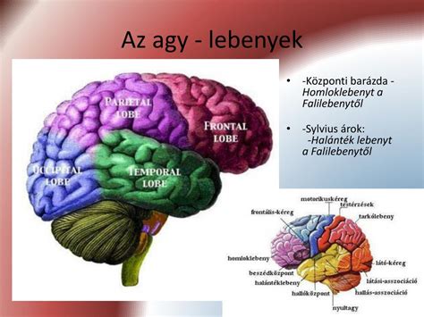 Agyi szkennelés diagramja, ami a homlok mögötti területek sérülékenységét mutatja