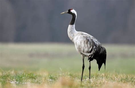 A daru (Grus grus) anatómiája és élőhelye