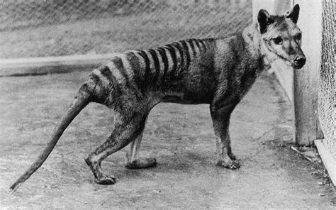 A kihalt tasmán tigris, vagy erszényes farkas