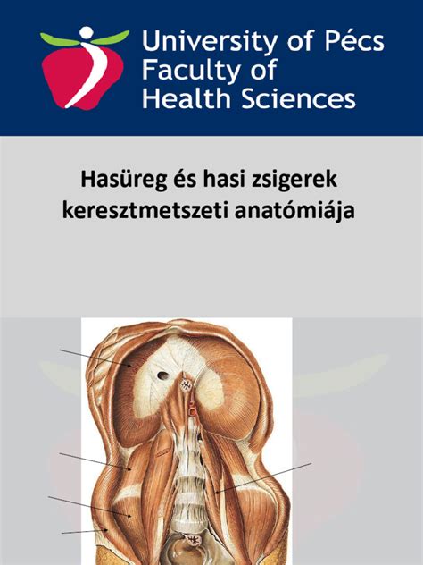 A Zero-Wing labdabelső metszeti diagramja