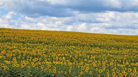Napraforgóföld a naplementében