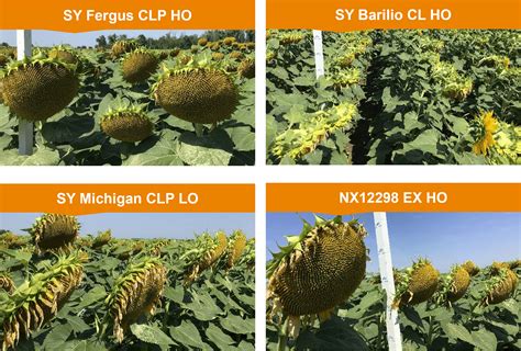 Napraforgó hibridek összehasonlítása