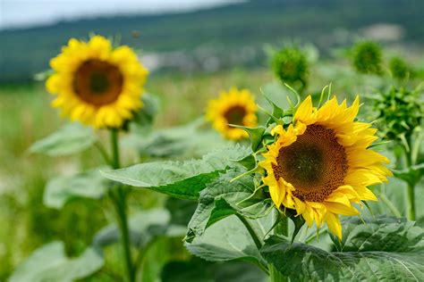 A napraforgó tápanyagigénye