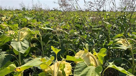 Gyomirtás napraforgóban