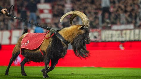 Hennes, az 1.FC Köln kecske kabalafigurája