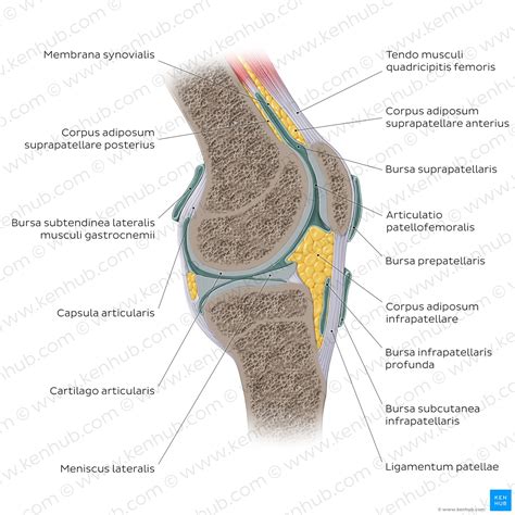 Sérült patella ín és csontállomány illusztrációja
