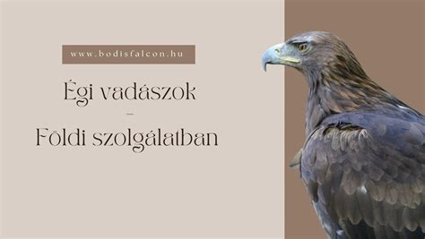 Solymász madár kiképzés közben