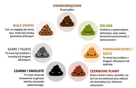 Grafika: A Tomolik Senior Kupa trófeái és érmei