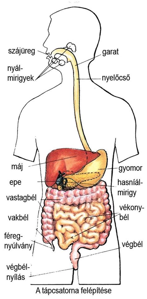 A tradicionális verőfogás részletes ábrája