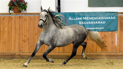 Lipicai lovak bemutatója Szilvásváradon