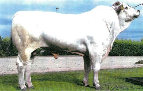 Chianina marha Toszkána legelőin