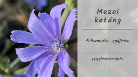 mezei katáng gyógynövény az út szélén