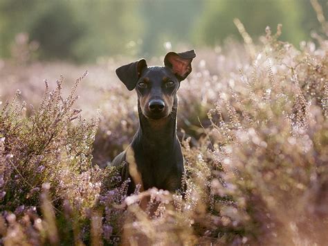 A Manchester terrier eredetét és korai vadászszerepét bemutató ábra