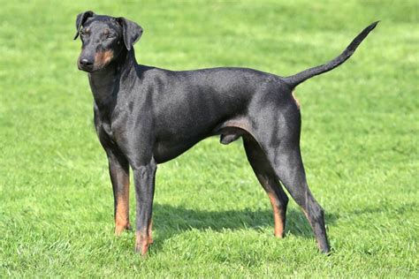 Manchester terrier standard megjelenése